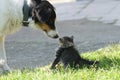 Cat and dog Royalty Free Stock Photo