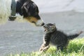 Cat and dog Royalty Free Stock Photo