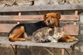 Cat and dog Royalty Free Stock Photo