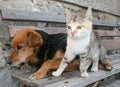 Cat and dog Royalty Free Stock Photo