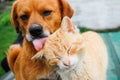 Cat and Dog Royalty Free Stock Photo