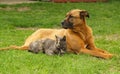 Cat and Dog Royalty Free Stock Photo