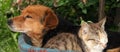 Cat and dog Royalty Free Stock Photo