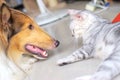 Cat and dog Royalty Free Stock Photo
