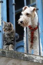 Cat and a dog Royalty Free Stock Photo