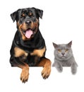 Cat and dog above banner Royalty Free Stock Photo