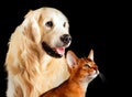 Cat and dog, abyssinian cat, golden retriever together looks at right isolated on black Royalty Free Stock Photo