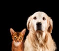 Cat and dog, abyssinian kitten , golden retriever Royalty Free Stock Photo