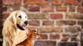 Cat and dog, abyssinian kitten , golden retriever looks at right in front of bright brick wall. Royalty Free Stock Photo