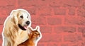 Cat and dog, abyssinian kitten , golden retriever looks at right in front of bright brick wall. Cartoon zine retro style Royalty Free Stock Photo