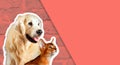 Cat and dog, abyssinian kitten , golden retriever looks at right in front of bright brick wall. Cartoon zine retro style Royalty Free Stock Photo