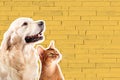Cat and dog, abyssinian kitten , golden retriever looks at right in front of yellow brick wall. Cartoon zine retro style