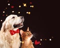 Cat and dog, abyssinian kitten , golden retriever looks at right Royalty Free Stock Photo