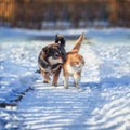 Cat and dog amicably walk side by side on a walk on a snowy courtyard in the village on a Sunny spring day