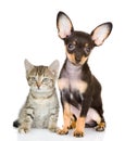 Cat with a dog attentively look in the camera Royalty Free Stock Photo