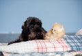 Cat and dog are best friends.black dog and ginger kitten