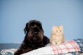 Cat and dog are best friends.black dog and ginger kitten