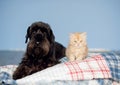 Cat and dog are best friends.black dog and ginger kitten