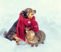 A cat and a dog walk on the outdoors in a snowy winter Royalty Free Stock Photo