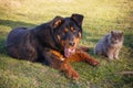 Cat and dog best friends Royalty Free Stock Photo