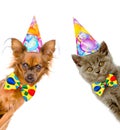 Cat and dog in birthday hats with bow tie look out from behind a banner. Isolated on white background Royalty Free Stock Photo