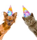 Cat and dog in birthday hats look out from behind a banner. Isolated Royalty Free Stock Photo