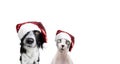 Cat and dog celebrating christmas with a red santa claus hat. Isolated on white background Royalty Free Stock Photo