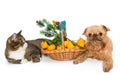 Cat, dog and Christmas basket Royalty Free Stock Photo