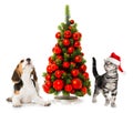 Cat and dog with christmas tree on white background Royalty Free Stock Photo