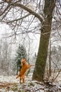 A cat from a dog climbed a tree