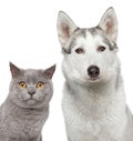 Cat and dog. Close up portrait Royalty Free Stock Photo