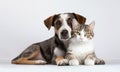Cat and Dog Cuddling Together on White Royalty Free Stock Photo