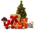 Cat and dog with different christmas gifts Royalty Free Stock Photo