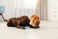 Cat and dog eating together from bowls. Fluffy friends Royalty Free Stock Photo