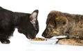 Cat and dog eating together. Royalty Free Stock Photo