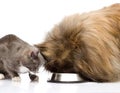 Cat and dog eating together. isolated on white background Royalty Free Stock Photo