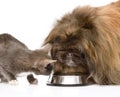Cat and dog eating together. on white background Royalty Free Stock Photo