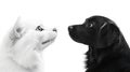 Cat and dog face-off, white background, friendship Royalty Free Stock Photo