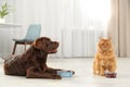 Cat and dog with feeding bowls together indoors Royalty Free Stock Photo