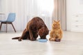 Cat and dog with feeding bowls together. Fluffy friends Royalty Free Stock Photo