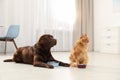Cat and dog with feeding bowls together indoors Royalty Free Stock Photo
