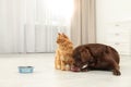 Cat and dog with feeding bowls together indoors. Fluffy Royalty Free Stock Photo