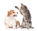 Cat and dog fight. isolated on white background Royalty Free Stock Photo