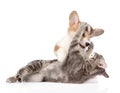 Cat and dog fight. isolated on white background Royalty Free Stock Photo