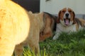 Cat and dog fight. Two Dog best friends playing together outdoor. Lying on the back together Royalty Free Stock Photo