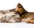 Cat and dog fights. on white background Royalty Free Stock Photo