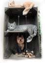 Cat and Dog Figures