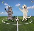 Cat and dog playing soccer 3