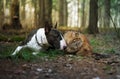 Cat and dog in the forest Royalty Free Stock Photo