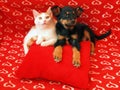 Cat and dog: friendship Royalty Free Stock Photo